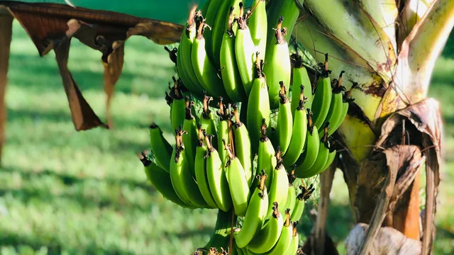 Raw Banana: పచ్చి అరటి తింటే ఈ వ్యాధి నుంచి మంచి ఉపశమనం