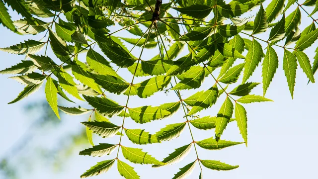Neem leaves: షుగర్ లెవెల్ 300 దాటితే వెంటనే ఈ చెట్టు ఆకులను నమలండి