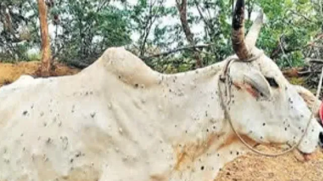 LUMPY SKIN VACCINE:లంపీ స్కిన్‌ వ్యాధి - టీకా కనుగొన్న భారత్‌ బయోటెక్‌