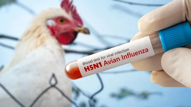 Bird flu: పెరిగిన బర్డ్ ఫ్లూ.. ఒక్కరోజే 40 లక్షల కోళ్లు ఖతం.. చికెన్ సెంటర్లకు రూ. 25వేల జరిమానా!
