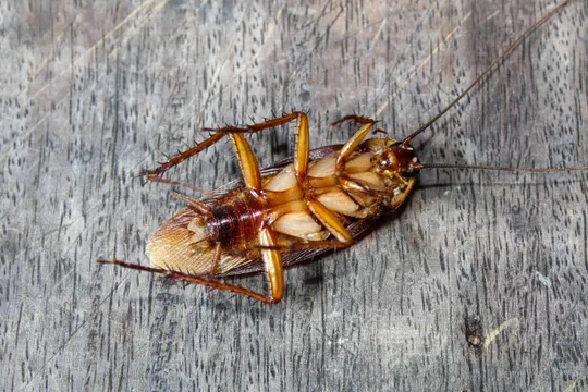 బొద్దింక పాలల్లో అంత మ్యాటర్‌ ఉందా..?