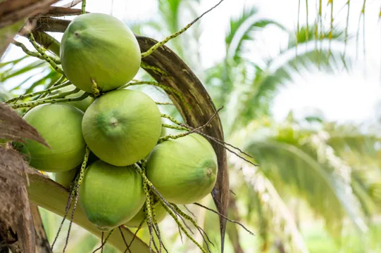 రోజూ కొబ్బరి నీళ్లు తాగితే ఏమవుతుంది?