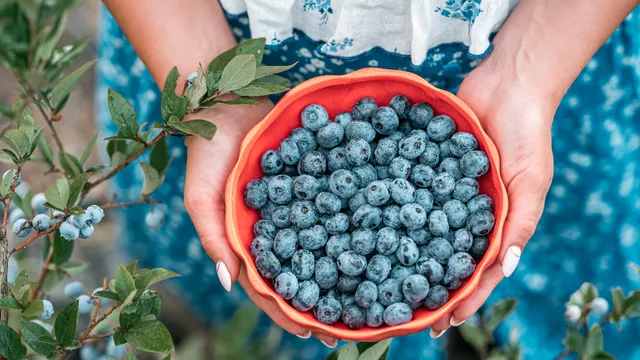 Blueberries Skin: ఈ పండు తినడం వల్ల వృద్ధాప్యం దూరం అవుతుంది