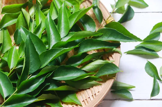 Curry Leaves: ఇలా తింటే కరివేపాకుతో కూడా బరువు తగ్గొచ్చు