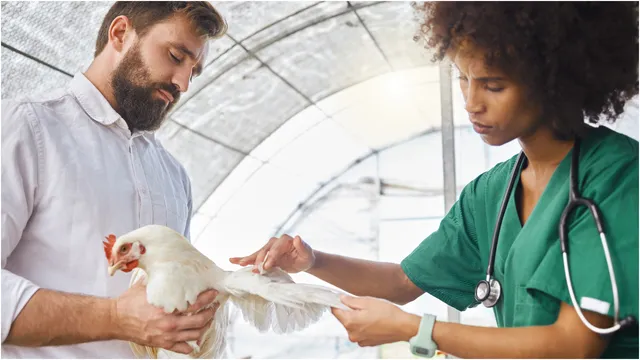 Bird flu: చికెన్ తినడం వల్ల మనుషులకు బర్డ్ ఫ్లూ సోకుతుందా?