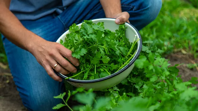 Coriander leaves: రాత్రి కొత్తిమీర ఆకుల నీరు తాగితే అద్భుత ప్రయోజనాలు