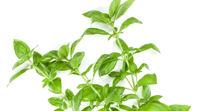 Basil leaves: ఉదయం తులసి ఆకులను నమిలితే ఇన్ని ప్రయోజనాలు ఉన్నాయా?