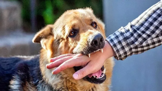 Dog: పెంచుకున్న పాపానికి.. యజమాని ప్రాణం తీసిన కుక్క