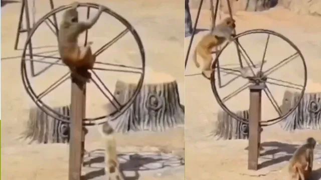 VIRAL VIDEO: తస్సాదియ్యా.. కోతి చేష్టలు అంటే ఇవే మరి.. చూడండి ఏం చేసిందో!