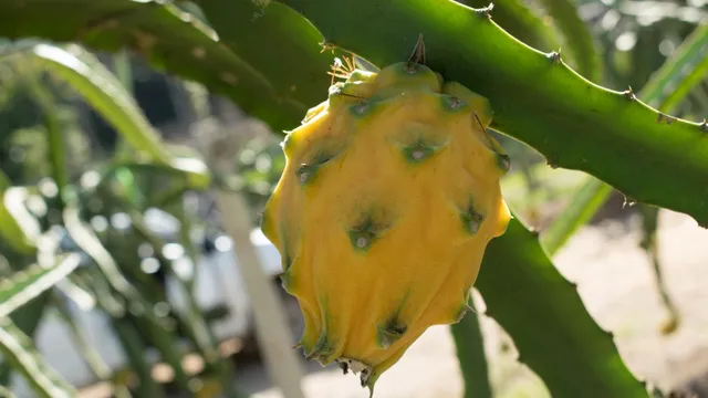 Yellow Dragon Fruit: పసుపు రంగు డ్రాగన్ ఫ్రూట్ తిన్నారా?..ఎన్నో ప్రయోజనాలు