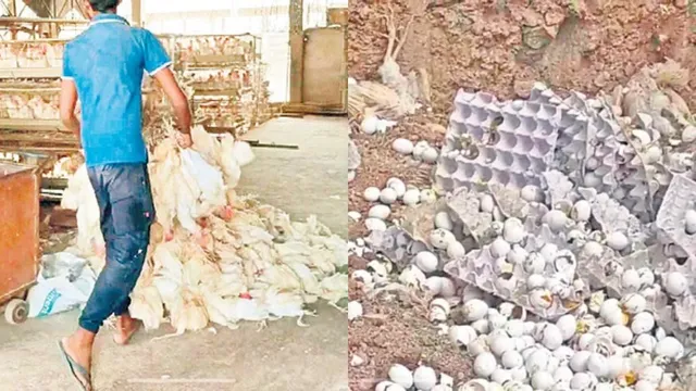 Bird Flu:  తెలంగాణలో బర్డ్ ఫ్లూ కలకలం..300 కోళ్లు మృతి.. కోడిగుడ్లు కూడా!