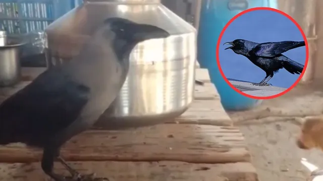 Crow Viral Video: తెలివైన కాకి.. మనిషిలా ఎలా మాట్లాడుతుందో చూశారా?- వీడియో వైరల్