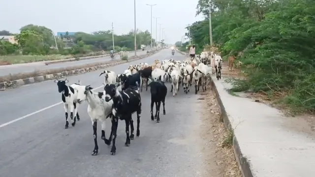 Accident: ఏపీలో ఘోర విషాదం.. గొర్రెల మందపైకి దూసుకెళ్లిన లారీ..!