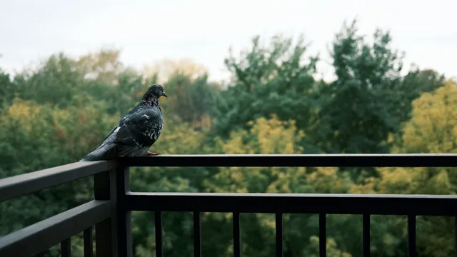 Pigeon: బాల్కనీలో పావురాలతో ఇబ్బంది పడుతున్నారా?. ఇలా చేయండి