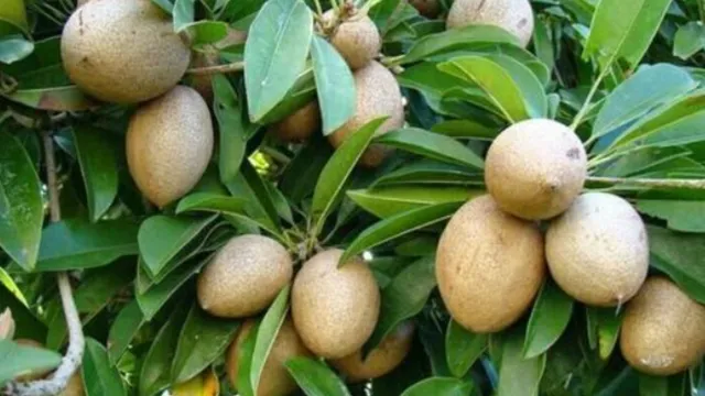 Health:,వేసవిలో సపోటా తింటే ఎన్ని లాభాలో తెలుసా!