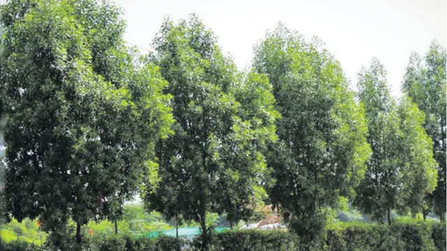 కోనోకార్పస్ మొక్కల తొలగింపు.. GHMC కీలక ఆదేశాలు!