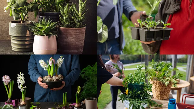 Plants: షాంపూతో మొక్కలకు పట్టిన పురుగులు పరార్‌.. ఏం చేయాలంటే!!