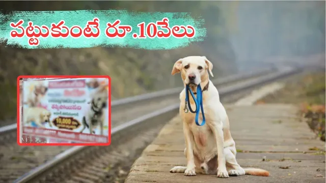 Dog Missing: నిజమేరా బాబు.. కుక్క పేరు నియో - పట్టుకుంటే రూ.10వేలు