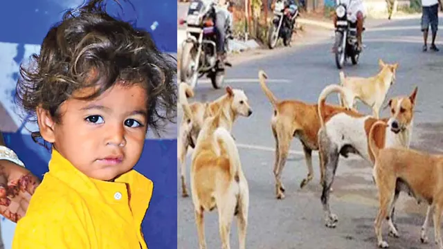 Nandyal :  నంద్యాల జిల్లాలో దారుణం.. వీధికుక్కల దాడిలో నాలుగేళ్ల బాలుడు బలి!