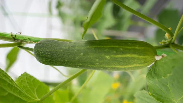 Cucumber Benefits: ఆరోగ్యానికి దాగి ఉన్న నిధి ఇది! 7 అద్భుతమైన ప్రయోజనాలను తెలుసుకోండి