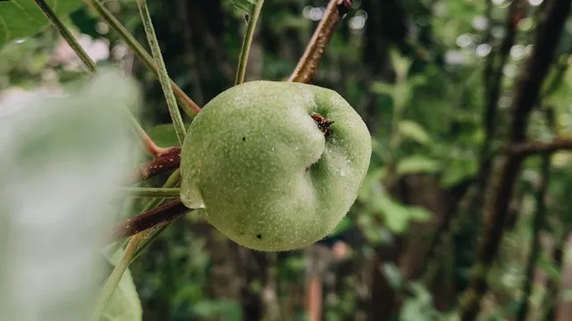 Water Fruit: మీరు ప్రతిరోజూ వాటర్ చెస్ట్‌నట్ తింటే ఏమవుతుంది? నిజాలివే!