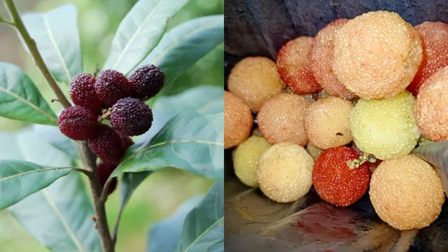 Vegetables: పర్వతాలపై పండించే ఈ కూరగాయలు ఆరోగ్యానికి మేలు చేస్తాయా?