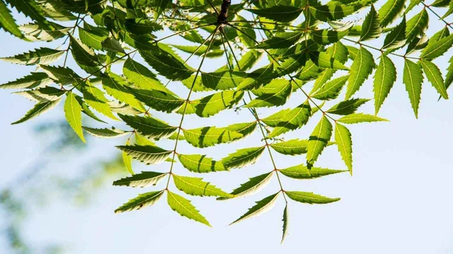 Neem Leaves: ఉదయం ఖాళీ కడుపుతో ఈ ఆకులు తింటే అనేక వ్యాధులు దూరం