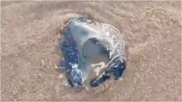 Jelly Fish in Beach: ఆంధ్ర తీరంతో జెల్లీ ఫిష్‌ల కలకలం.. భయాందోళనలో పర్యాటకులు