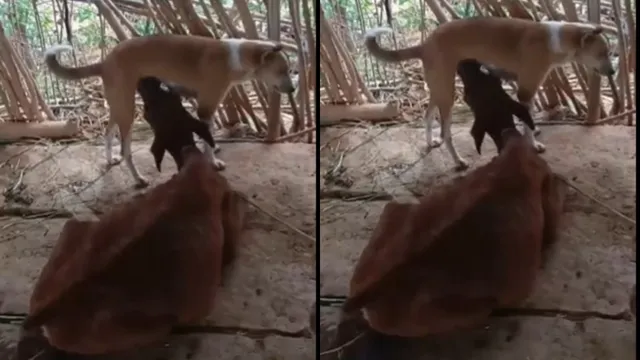 Viral Video: కుక్క మంచి మనసు.. లేకదూడకు పాలిచ్చిన వీడియో వైరల్