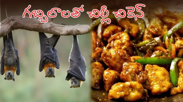 Bat Hunting Gang: ఛీ ఛీ.. గబ్బిలాలతో చిల్లీ చికెన్ - రాష్ట్రంలో బయటపడ్డ మోసం