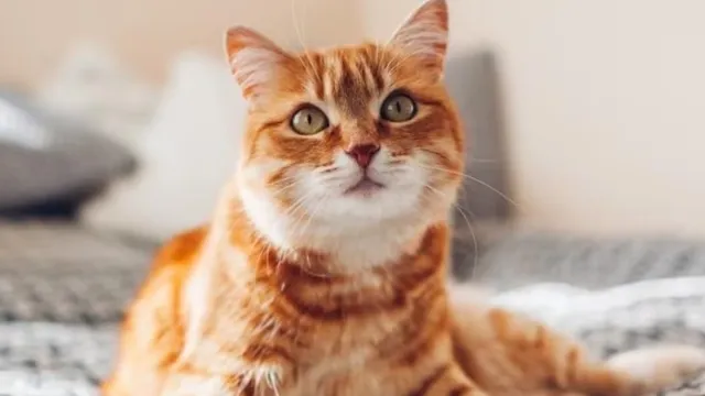 Cat: బిహార్‌లో వింత ఘటన.. పిల్లికి రెసిడెన్స్​ సర్టిఫికేట్​కావాలంటూ దరఖాస్తు