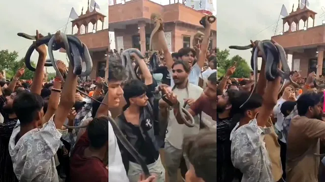 Rajasthan: షాకింగ్ వీడియో: ఊరేగింపులో పాములతో డ్యాన్సులు.. చివరికి..!