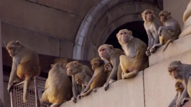 Monkeys: పాపం.. రెండేళ్ల పాపను లాక్కెళ్లి చంపేసిన కొతులు