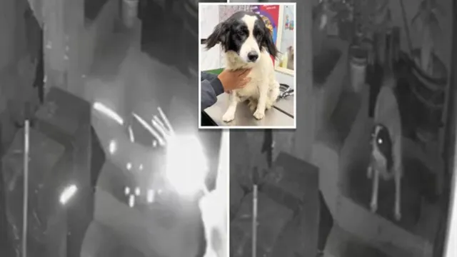 Dog Saved Family: శభాష్‌రా చింటూ.. కుటుంబాన్ని కాపాడిన కుక్క ‘హీరో ఆఫ్‌ ది డే’