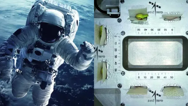 Space: అద్భుతం.. అంతరిక్షంలోకి తీసుకెళ్లిన విత్తనాలకు మొలకలు