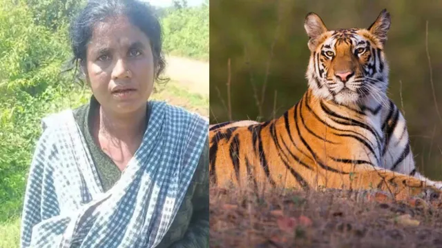 Claim Compensation: భర్తను చంపి పులి అంటూ నాటకం.. అడ్డంగా దొరికిపోయిందిగా!