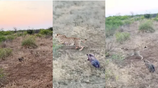 pig vs Cheetah:  పంది పిల్లా మజాకా... మూడు చిరుతలను ఎలా తరిమిందంటే?