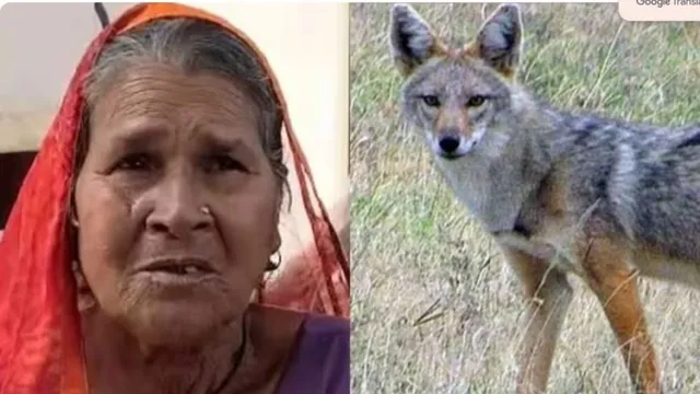 Old woman fights with a fox : చీరకొంగునే ఆయుధంగా మలిచి...నక్కతో 65 ఏళ్ల వృద్దురాలు బిగ్‌ ఫైట్‌
