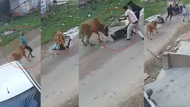 Cow Attack Video: వణికించే వీడియో.. వృద్ధుడిపై పగబట్టిన ఆవు.. వేటాడి వెంటాడి - దారుణం..!