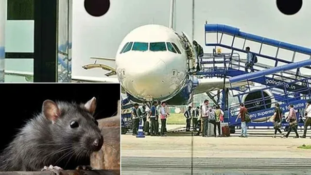 Rat in Indigo Flight: ఇండిగో విమానంలో ఎలుక హల్‌చల్.. ఎంత పని చేశావే..!