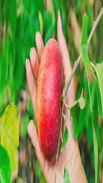 ఆపిల్స్‌లో ఉన్న విటమిన్లతో ఆ సమస్యలు పరార్