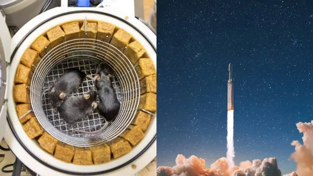 Russia: 1,500 ఈగలు, 75 ఎలుకలను అంతరిక్షంలోకి పంపిన రష్యా.. ఎందుకో తెలుసా?