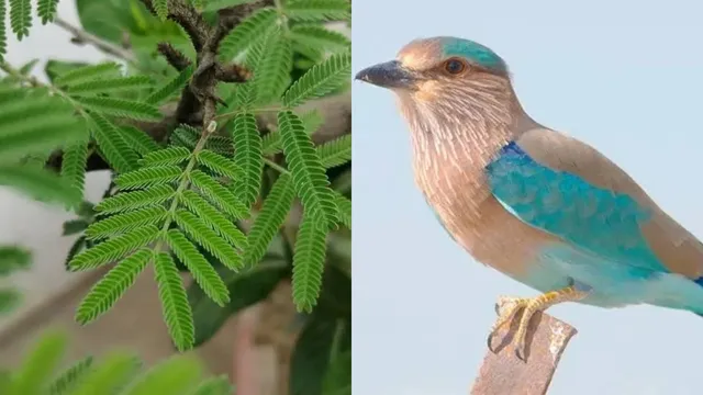 Dussehra : పాలపిట్టను చూసి.. జమ్మిచెట్టుకు మొక్కి..అలయ్ బలయ్ ..దసరా ఎందుకు చేస్తారంటే ?