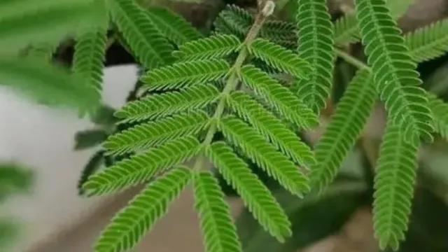 Dasara 2025: దసరా రోజు జమ్మి చెట్టును పూజ చేస్తే ఇన్ని శుభాలా!