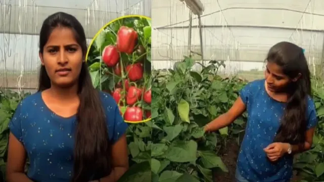 Farming Business young Woman: క్యాప్సికం పంటతో లాభాల వరద.. ఏడాదికి కోట్లు సంపాదిస్తున్న 25ఏళ్ల యువతి