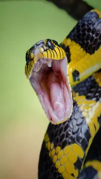 పాము నోటి నుంచి విషాన్ని ఎలా తీస్తారో తెలుసా..?