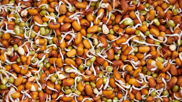Sprouted Grains: గుప్పెడు మొలకెత్తిన ధాన్యం.. బొడ్డు చుట్టూ కొవ్వు మాయం!!