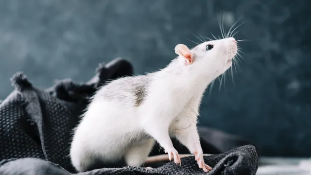 Kitchen Tips: దీపావళి శుభ్రతలో.. ఎలుకలు మళ్లీ రాకుండా నిపుణుల సూచనలు