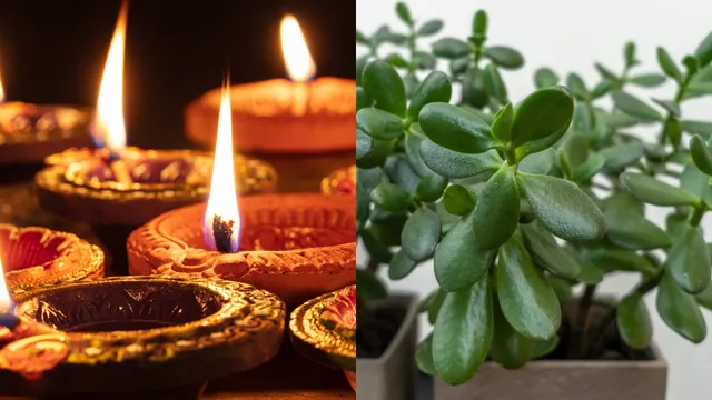 Diwali 2025: లక్ష్మీదేవి అనుగ్రహం కోసం దీపావళికి ఈ మొక్కను నాటండి.. అమ్మవారి కృపా కటాక్షాలను పొందండి!!