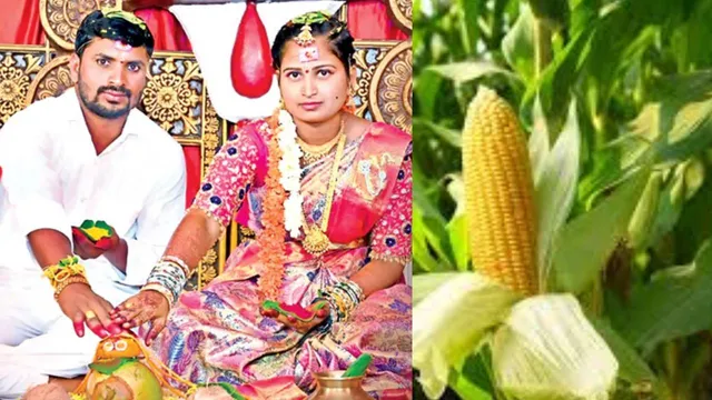 AP Crime :  ప్రాణం తీసిన మొక్కజొన్న కంకి.... సీమంతం జరిగిన తెల్లారే!